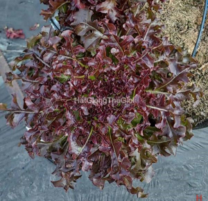 hat giong xa lach oakleaf   red saladbowl  lactuca sativa