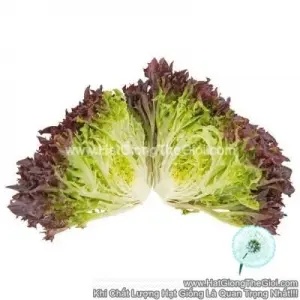 Hạt Giống Xà Lách Red Sweet Crisp II