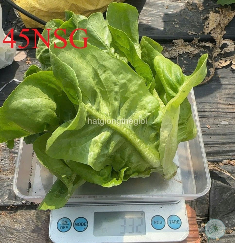 hat giong xa lach romaine baby bup
