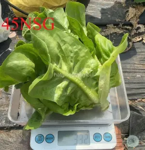 Hạt Giống Xà Lách Romaine Baby Búp