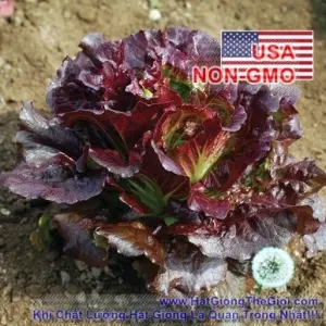 Hạt Giống Xà Lách Romaine Cherokee Chịu Nhiệt