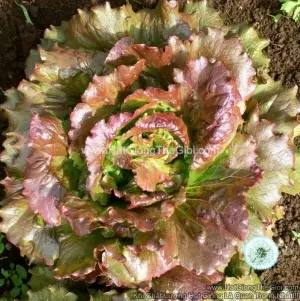 Hạt Giống Xà Lách Romaine Chịu Nhiệt Cánh Sen