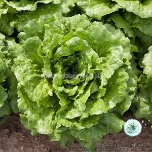 Hạt Giống Xà Lách Romaine Chịu Nhiệt Bình Hoa