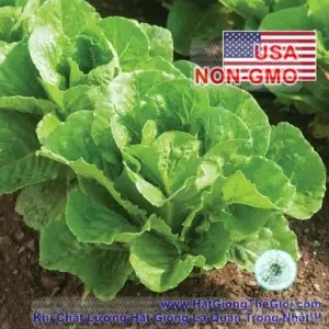 Hạt Giống Xà Lách - Romaine Chịu Nhiệt Paris (Lactuca sativa)