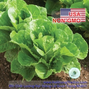 hat giong xa lach   romaine chiu nhiet paris  lactuca sativa