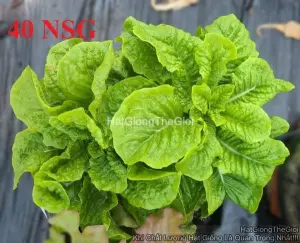 Hạt Giống Xà Lách Romaine Lá Nhăn