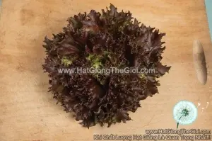 Hạt Giống Xà Lách RubyGo