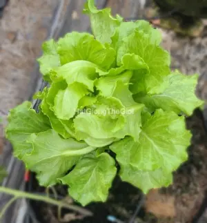 Hạt Giống Xà Lách SanChu