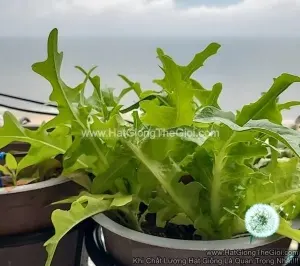 Hạt Giống Xà Lách Sồi Bụi TG325
