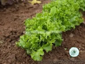 Hạt Giống Xà Lách Sồi Oakleaf TG211
