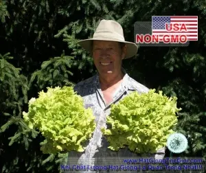 Hạt Giống Xà Lách - Siêu Ngon Chịu Nhiệt B.Simpson (Lactuca sativa)