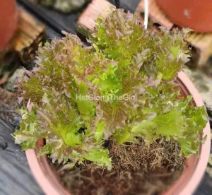 Hạt Giống Xà Lách Thủy Tinh Kim Cương Đỏ