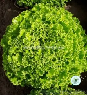 Hạt Giống Xà Lách Xoăn Dày Lá TG384