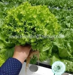 Hạt Giống Xà Lách Xoăn Tango