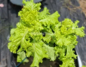 Hạt Giống Xà Lách Xoan Xanh (Lactuca sativa)