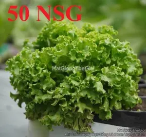 Hạt Giống Xà Lách Xoăn Xanh TG430