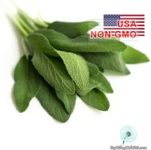 Hạt Giống Xô Thơm Sage (Salvia officinalis)