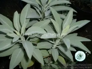 hat giong xo thom sage trang sacred white sage