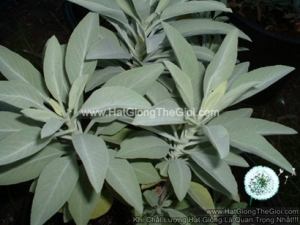 hat giong xo thom sage trang sacred white sage