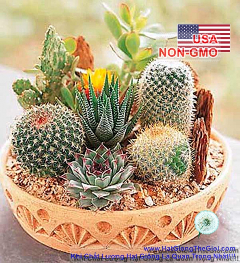 hat giong xuong rong mix  cactaceae
