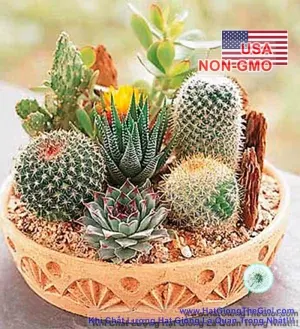 Hạt Giống Xương Rồng Mix (Cactaceae)