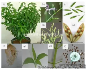 Hạt Giống Xuyên Tâm Liên