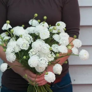 Hạt Giống Hoa Bèo Chùm Cắt Cành White