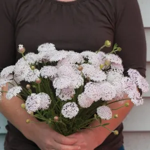 Hạt Giống Hoa Bèo Chùm Cắt Cành Pink