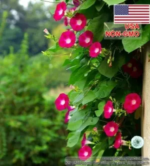Hạt Giống Dây Leo Hoa Bìm Bìm Đỏ Scarlet