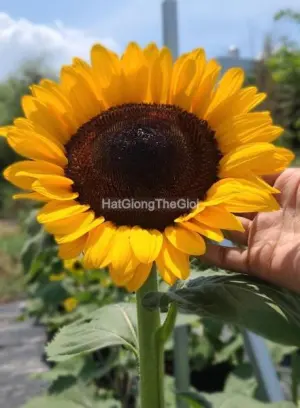 Hạt Giống Hoa Hướng Dương Cắt Cành OP