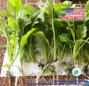 Hạt Giống Rau Arugula (Eruca sativa)