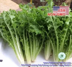 Hạt Giống Rau Xà Lách - Frisee (Chicorium endiva)