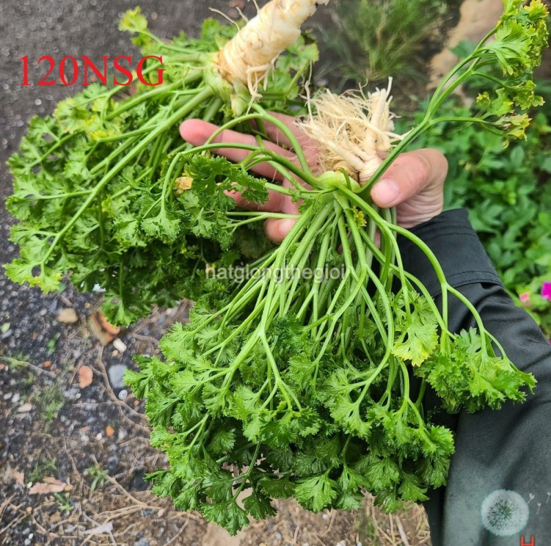 hat giong ngo tay parsley   sieu xoan triple  petroselinum hortensis
