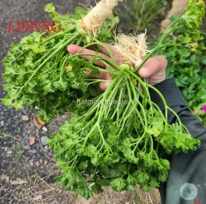 Hạt Giống Ngò Tây Parsley - Siêu Xoắn Triple (Petroselinum crispum)