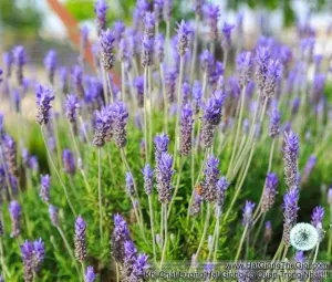 Hạt Giống Hoa Oải Hương Lavender