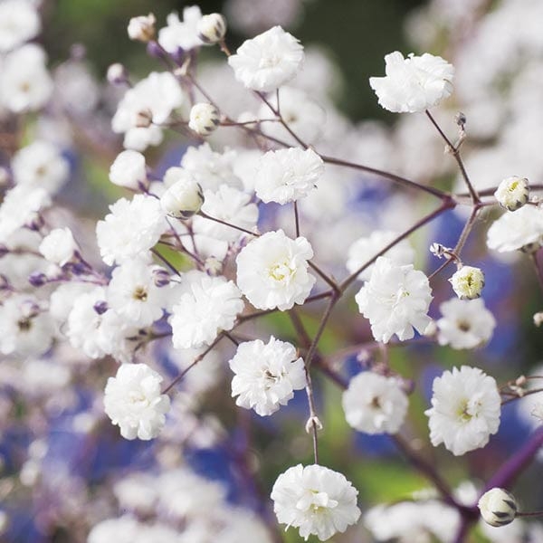 hat giong hoa baby breath lau nam   bong nho  gypsophila