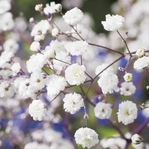 Hạt Giống Hoa Baby Breath Lâu Năm - Bông Nhỏ (Gypsophila)