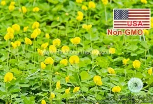 Hạt Giống Cỏ Lạc Đậu Phộng - Lùn Sống Lâu Năm (Arachis glabrata Benth)