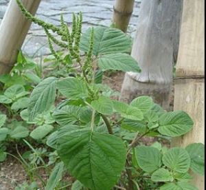 hat giong rau den com  amaranthus viridis