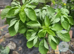 Hạt Giống Rau Dền Tròn