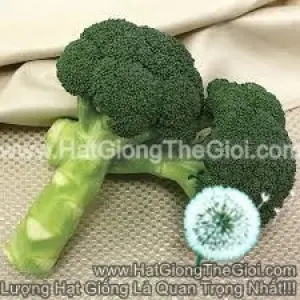 Hạt Giống Súp Lơ - Siêu Chịu Nhiệt (Brassica oleracea var. botrytis)