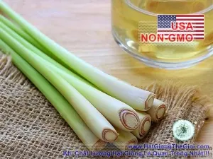 Hạt Giống Sả Chanh - (Cymbopogon flexuosus)