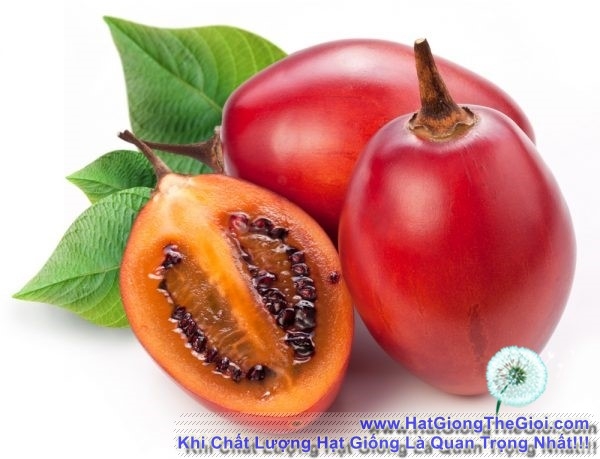 hat giong ca chua than go tamarillo do  cyphomandra betacea