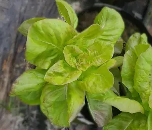 Hạt Giống Xà Lách Mỡ Xanh Đồng Bruno