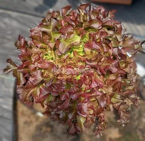 Hạt Giống Xà Lách Oakleaf Đỏ TG352
