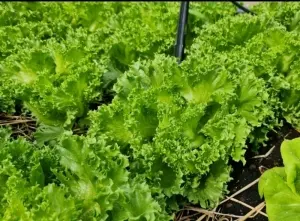 Hạt Giống Xà Lách Thủy Tinh OP