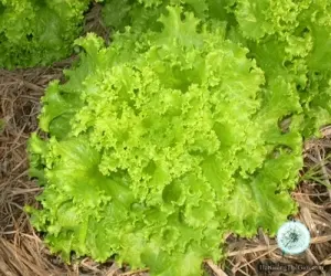 Hạt Giống Xà Lách Dún Vàng (Lactuca sativa)