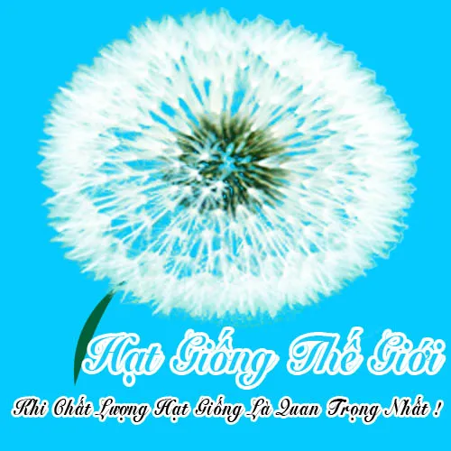 hat giong hoa huong duong sieu thap lo rose tg420